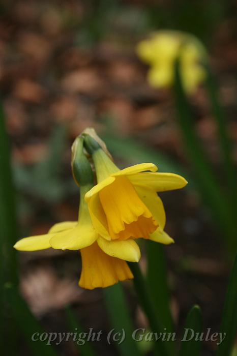 Daffodil, Cloudehill Gardens IMG_6427.JPG